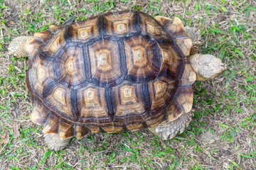 A majestic Sulcata tortoise crawls leisurely across a vibrant green lawn, its textured shell showcasing intricate patterns that highlight its natural beauty