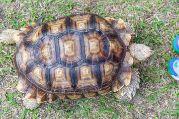 A majestic Sulcata tortoise crawls leisurely across a vibrant green lawn, its textured shell showcasing intricate patterns that highlight its natural beauty