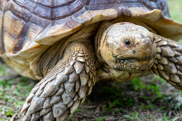 A majestic Sulcata tortoise crawls leisurely across a vibrant green lawn, its textured shell showcasing intricate patterns that highlight its natural beauty