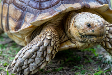 A majestic Sulcata tortoise crawls leisurely across a vibrant green lawn, its textured shell showcasing intricate patterns that highlight its natural beauty