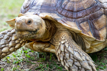 A majestic Sulcata tortoise crawls leisurely across a vibrant green lawn, its textured shell showcasing intricate patterns that highlight its natural beauty