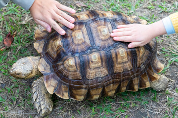 A majestic Sulcata tortoise crawls leisurely across a vibrant green lawn, its textured shell...
