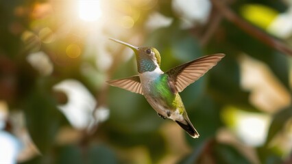 Fototapeta premium Hummingbird in flight, iridescent feathers, outstretched wings, soft bokeh background, green leaves, sunlit garden, macro photography, high detail, vibrant colors, nature close-up, golden hour lightin