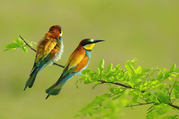 Сommon bee-eater, Merops apiaster. Two birds are sitting on a branch, cuddling their sides and looking in different directions