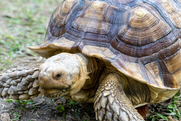 A majestic Sulcata tortoise crawls leisurely across a vibrant green lawn, its textured shell showcasing intricate patterns that highlight its natural beauty