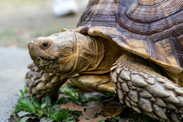 A majestic Sulcata tortoise crawls leisurely across a vibrant green lawn, its textured shell showcasing intricate patterns that highlight its natural beauty