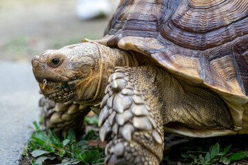 A majestic Sulcata tortoise crawls leisurely across a vibrant green lawn, its textured shell showcasing intricate patterns that highlight its natural beauty