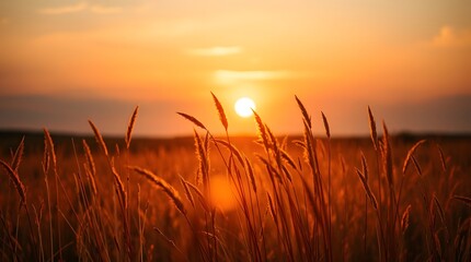 Naklejka premium Golden Sunset: Silhouetted Grass in Warm Light