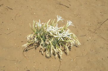 A blooming sand daffodil on the coast of Crete in Greece