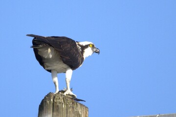 osprey 