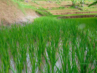 a stretch of young green rice planted in the rice fields