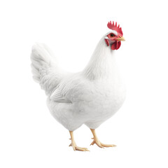 Fototapeta premium Realistic white chicken standing confidently
