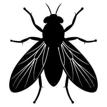 Botfly silhouette vector illustration 