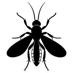 black and white beetle