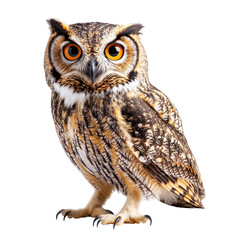 Naklejka premium Majestic owl with striking orange eyes on a black background