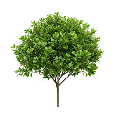 Obraz premium Lush green tree with dense foliage