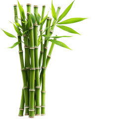 Obraz premium Lush green bamboo stalks with vibrant leaves