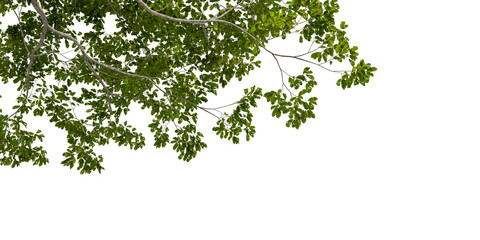 Green leaves tree isolated on white