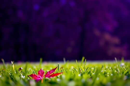 Maple leaf fallen on a dewy grassy field its vivid red color standing out against green background