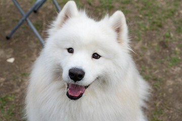 Obraz premium a Samoyed dog enjoying its time on a lush green lawn. The fluffy white coat of the Samoyed shines brightly under the natural sunlight, perfectly complementing the vibrant greenery around