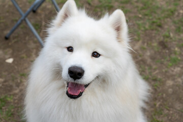 a Samoyed dog enjoying its time on a lush green lawn. The fluffy white coat of the Samoyed shines brightly under the natural sunlight, perfectly complementing the vibrant greenery around