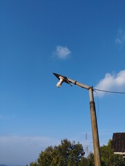 seagull on a post