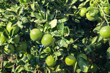 Fresh Oranges in the Orchard