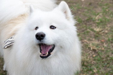 a Samoyed dog enjoying its time on a lush green lawn. The fluffy white coat of the Samoyed shines brightly under the natural sunlight, perfectly complementing the vibrant greenery around