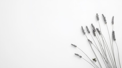 Elegant Lavender Stems on Clean White Background, Perfect for Minimalist Design, Wellness Themes, and Nature-Inspired Aesthetic in Stock Photography