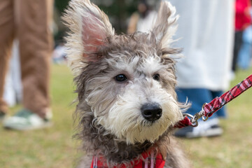 A majestic Picardy Shepherd, also known as a Berger Picard, stands gracefully on a lush green lawn under natural sunlight. With its wiry, tousled coat, upright ears, and intelligent gaze, this rare Fr