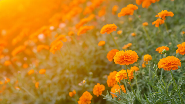 orange flowers in the garden - Powered by Adobe