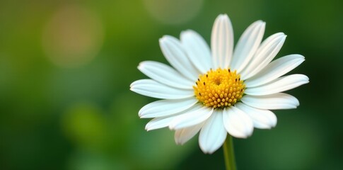 Obraz premium Delicate chamomile flower, petals fully open, vibrant yellow center , aromatic, background