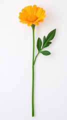 Single Orange Flower Stem Minimalist Botanical Photography White Background