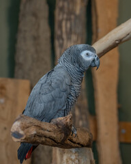 African Grey Parrot