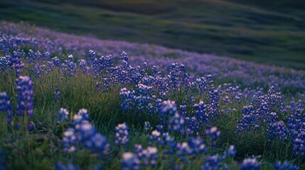 Fototapeta premium Sunset illuminates a hillside of blooming purple wildflowers.