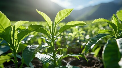 Obraz premium Lush Green Coffee Plant Saplings Growing in Sunlight Mountain Background