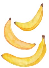 A set of bananas. A botanical watercolor illustration is highlighted on a white background. For the design of the menu images on the packaging