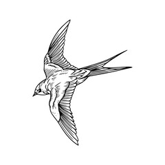 Obraz premium a detailed drawing of a flying bird vector illustration