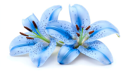Flowers of a lily , A wedding ornament of fabric flower with almond candy in petals Spring blue bells lily flowers isolated on white background