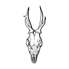 detailed line drawing of a animal skull	