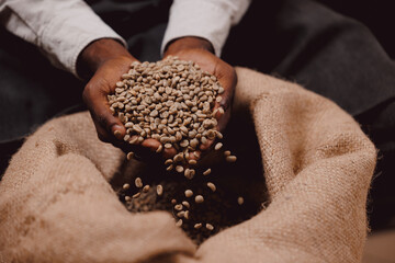 Quality control of aroma, barista holding fresh green coffee beans on burlap background in roasting...