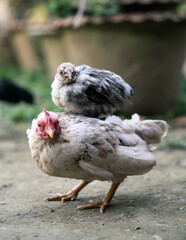 A small chicken on top of a chicken