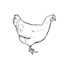 a drawing of a hen and chicken illustration