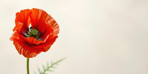 Single red poppy flower on a light background, vibrant color, delicate petals, elegant nature image