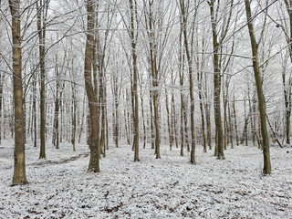 Trees with snow in a forest. Winter landscape in the forest. In Maramures, Romania