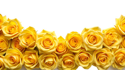 bouquet of yellow roses border, isolated soft focus on the transparent background
