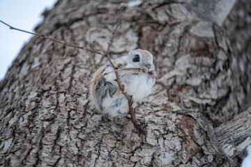 北海道　エゾモモンガ　小動物　かわいい