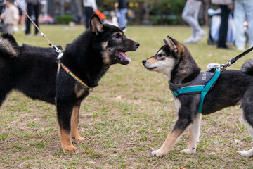 A lively black Shiba Inu is seen playing on a vibrant green lawn, radiating energy and joy. Its sleek black coat, curled tail, and expressive eyes capture the breed's unique charm and spirited 