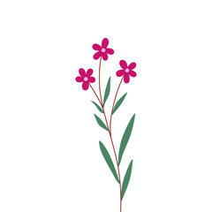purple flower illustration