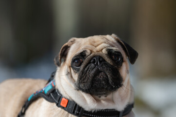 pug dog portrait